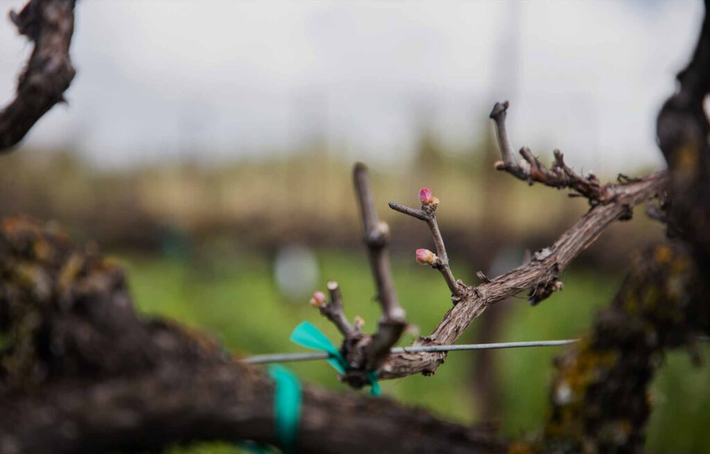 Bud break in the Sunstone vineyard