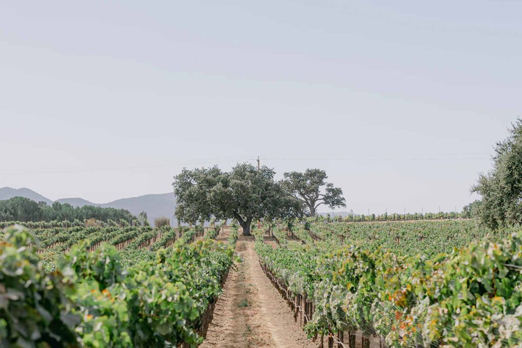 Sunstone estate vineyard