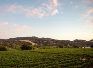 Vineyard rows on the Sunstone estate at dusk