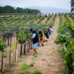 A photograph from STOMP 2022, Sunstone’s annual harvest celebration