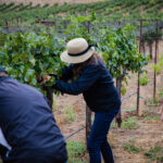 A photograph from STOMP 2022, Sunstone’s annual harvest celebration