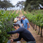 A photograph from STOMP 2022, Sunstone’s annual harvest celebration