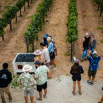 A photograph from STOMP 2022, Sunstone’s annual harvest celebration
