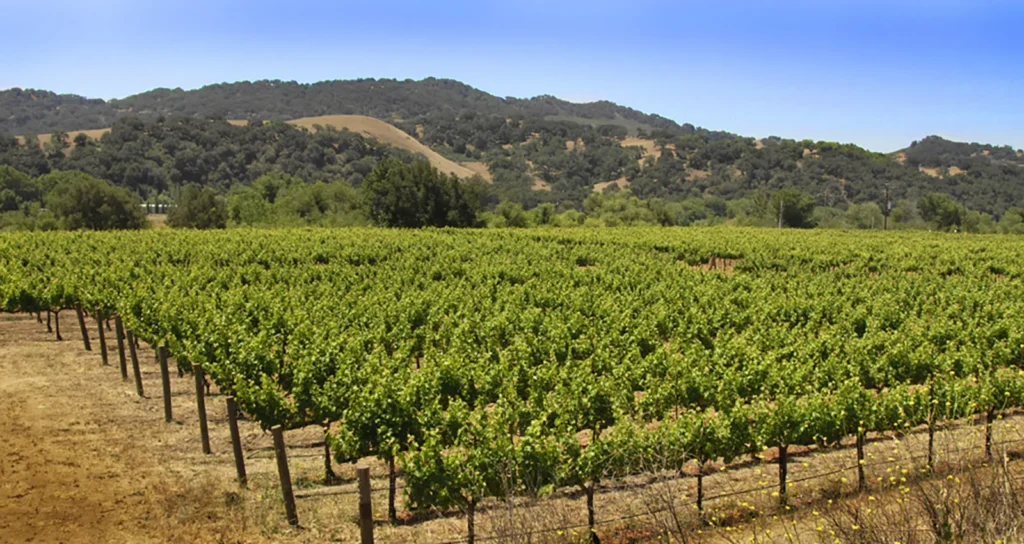 Sunstone cabernet vineyard block