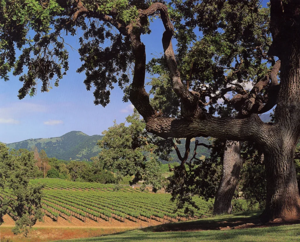 Rows of Merlot vines in the Sunstone estate vineyard