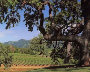Rows of Merlot vines in the Sunstone estate vineyard
