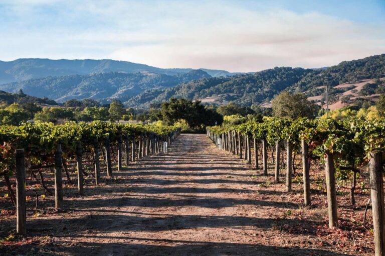 A dirt row running between two rows of vines on the Sunstone estate, with the Santa Ynez hills behind