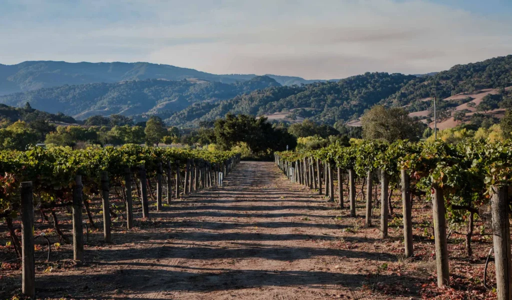 Grapevines in the Sunstone vineyard
