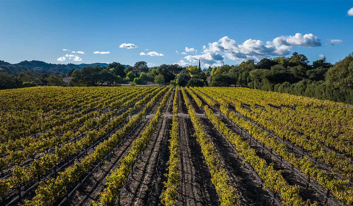 Rows of vines in autumn colour under a blue sky with scattered cloud